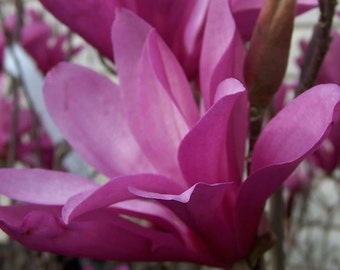 Ann Magnolia 2.5" pot shrub/tree