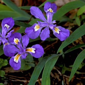 May include: Close-up of three purple iris flowers with yellow and white markings on the petals. The flowers are surrounded by green leaves.