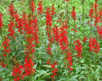 Red Cardinal Flower 5 roots, Lobelia cardinalis