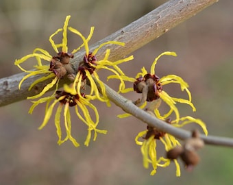 アメリカマンサク（Hamamelis virginiana）の1ガロン入りトレードポット