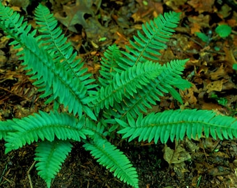 5 Christmas Fern rhizomes/root (Polystichum acrostichoides)