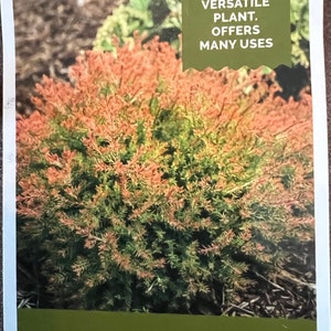 Fire Chief™ Globe Arborvitae 1 qt pot PP1909