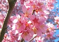 Okame Flowering Cherry tree
