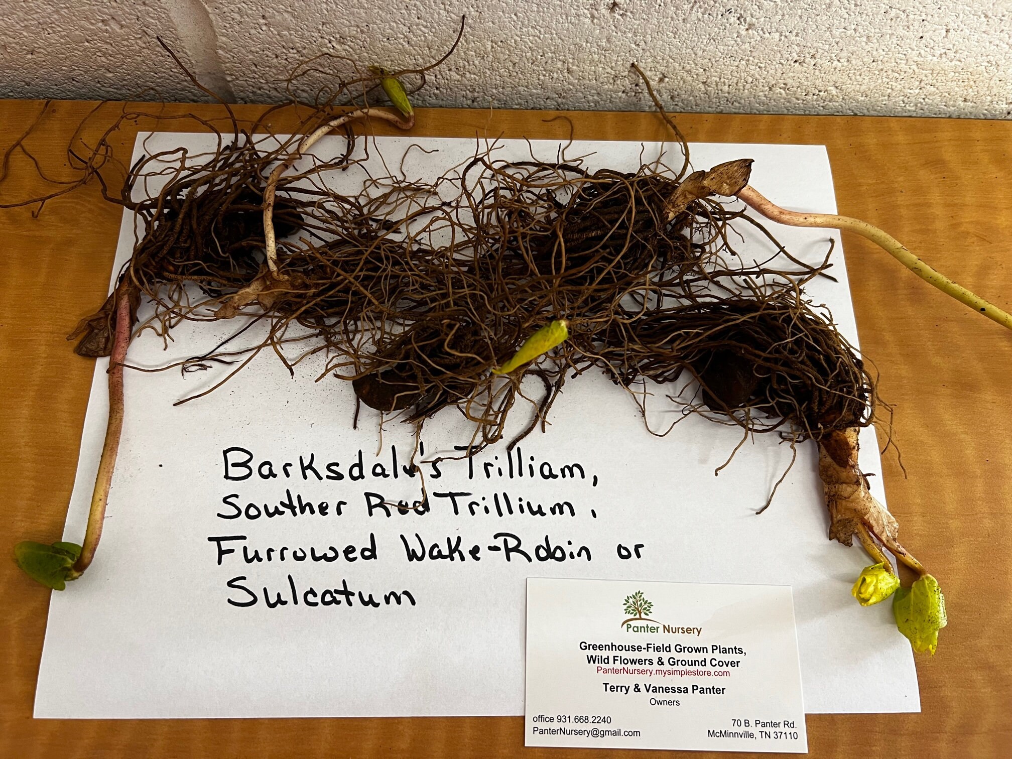 Aplerotic oospore of Pythium sulcatum showing characteristic furrowed... | Download Scientific