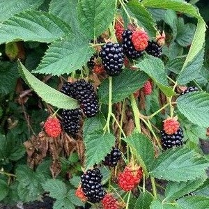 May include: A blackberry bush featuring clusters of ripe, dark black berries and unripe, bright red berries. The plant has serrated green leaves and thin, light green stems, showing the natural growth cycle of the fruit on the vine.