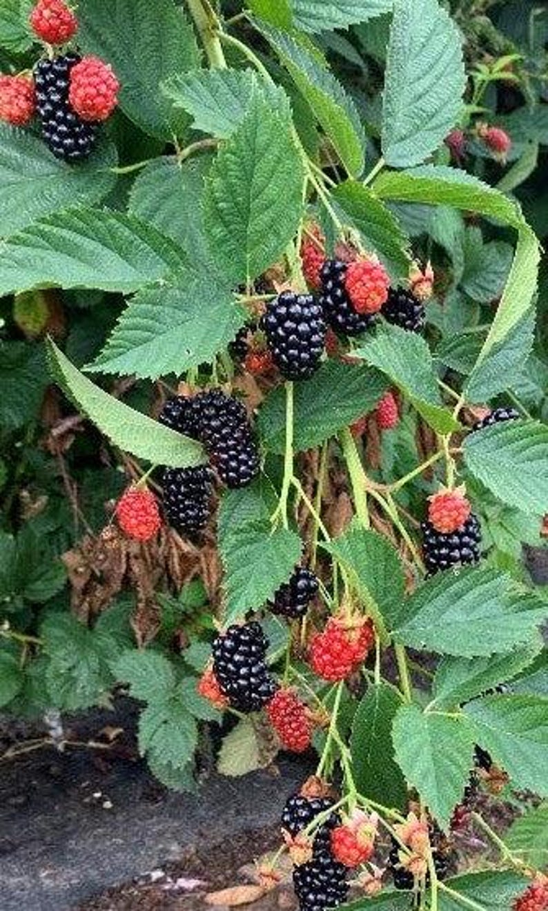 May include: A blackberry bush featuring clusters of ripe, dark black berries and unripe, bright red berries. The plant has serrated green leaves and thin, light green stems, showing the natural growth cycle of the fruit on the vine.