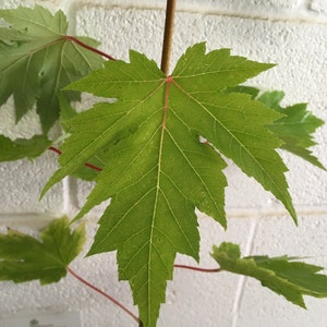 thumbnail image 2 of Celebration Maple Tree Seedling/Plug - Quart Pot, Fall Color, Deciduous Shade Tree 2 of 12