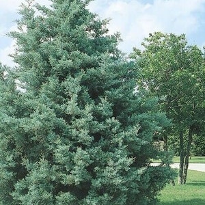 May include: A blue-green conifer tree with a full, bushy shape. The tree is planted in a grassy lawn with a sidewalk in the background.
