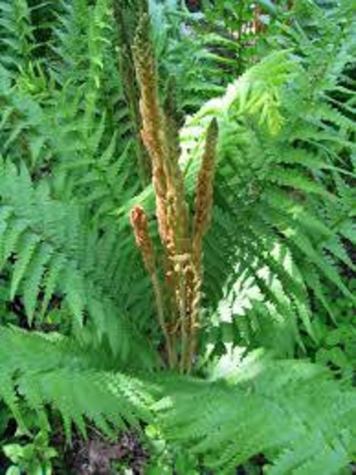 CINNAMON FERN 5 rhizome/root Etsy