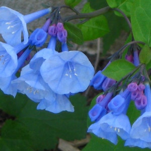 May include: A cluster of blue flowers with green leaves. The flowers are trumpet-shaped and have a delicate, light blue color.