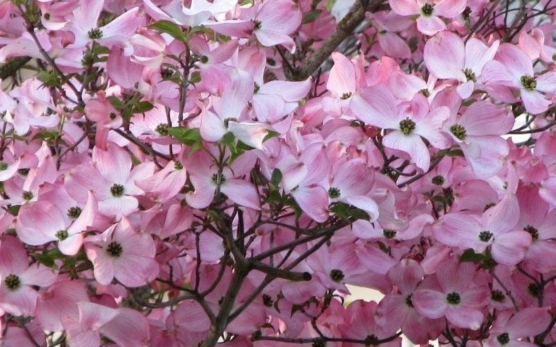Pink Dogwood quart pot Cornus florida