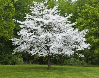 White Dogwood qt pot (Cornus-florida)