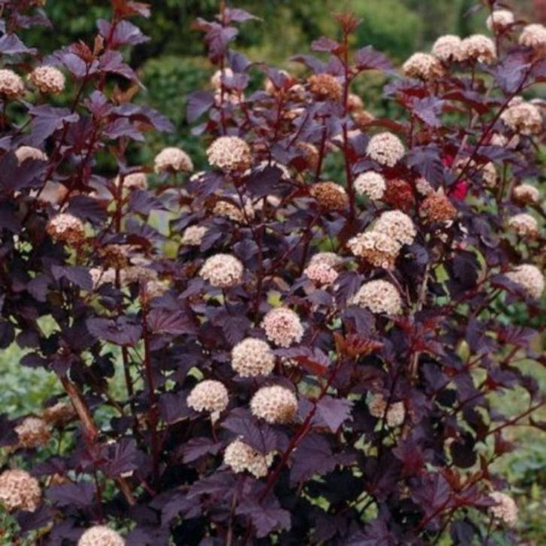 Crimson Ninebark 2.5
