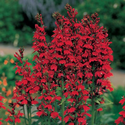 Fleur cardinale rouge 5 racines, Lobelia cardinalis