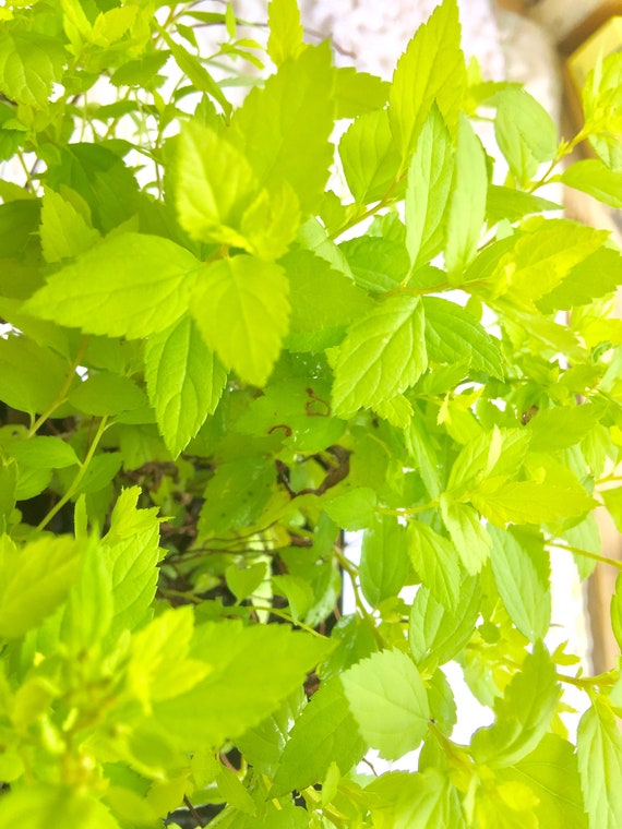 Snowmound Spirea Quart Size Potted Shrub - White Spring Flowers, Hardy To Zone 3, Full Sun