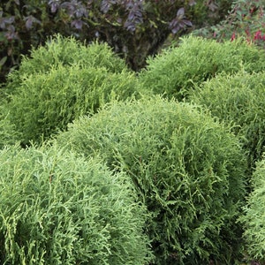 May include: A row of green, bushy, round, evergreen shrubs planted in a garden.