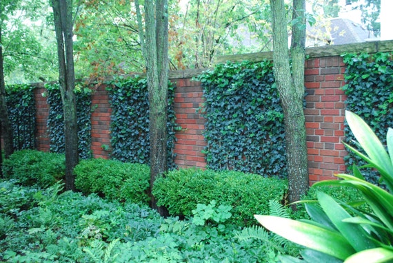 Lowe's 4-in Pot Variegated English Ivy (L15623) NURSERY at