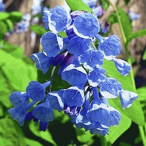 Virginia Bluebell 10 roots wild flower shade lover (Mertensia)