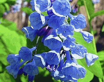 Virginia Bluebell 5 roots wild flower shade lover (Mertensia)