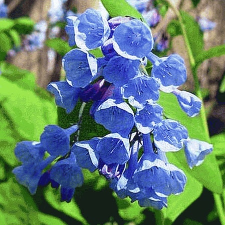 バージニアブルーベル（メルテンシア）5本根、野生の花、日陰を好む