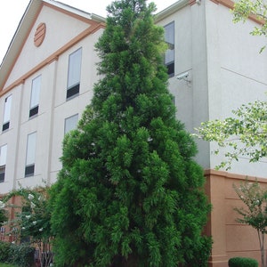 CRYPTOMERIA YOSHINO Japanese Cedar