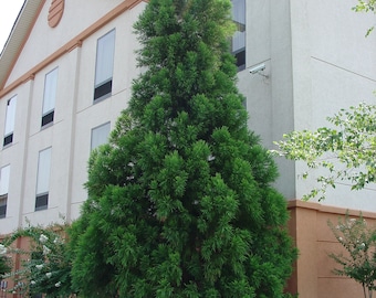 CRYPTOMERIA YOSHINO Japanese Cedar