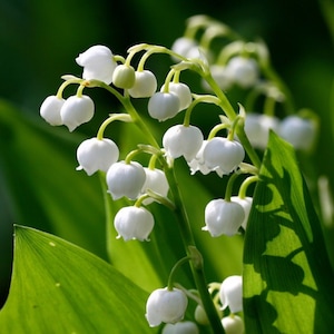 5 Lily of the Valley roots May Lily, May Bells (Convallaria majalis)