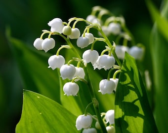 5 Lily of the Valley rhizomes roots Fragrant May Bells,