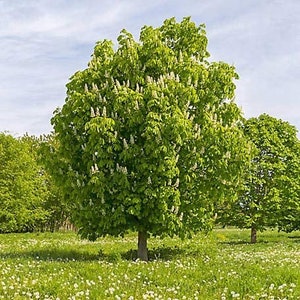 May include: A lush green tree with white flower clusters stands in a field of grass and wildflowers under a blue sky. The tree's leaves are a vibrant green, and the flowers add a touch of white.