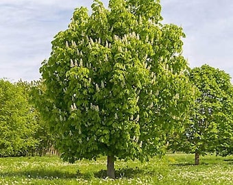 Chinese Chestnut Tree