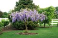 Purple Wisteria