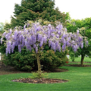 Purple Wisteria