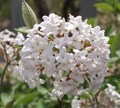 Juddi Viburnum Plant | Fragrant Spring Blossoms, Purple Fall Foliage