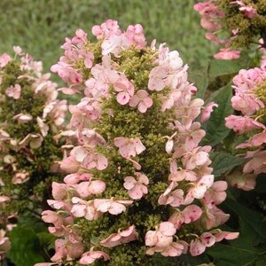 May include: Close-up of a cluster of pink hydrangea flowers with speckled petals. The flowers are in full bloom, showcasing their delicate, layered structure. The background is a soft green, suggesting a garden setting.