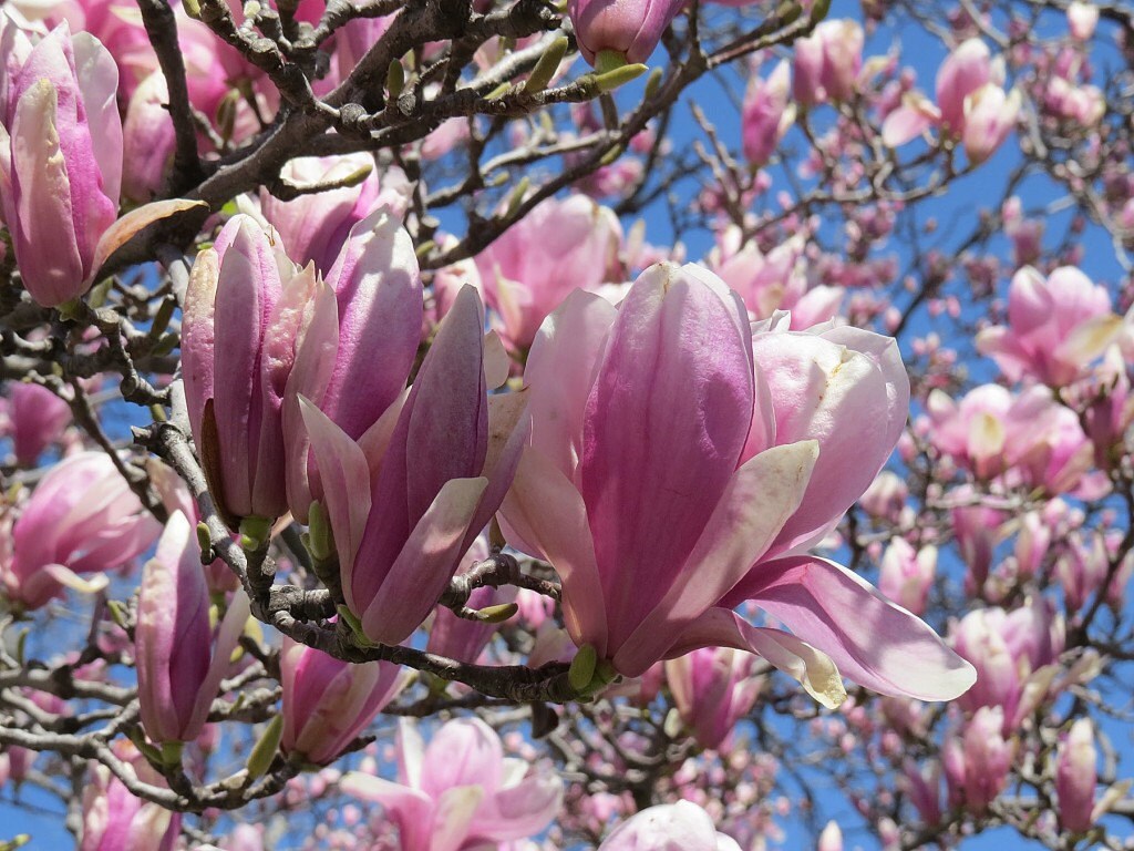 Jane Magnolia 2 1/2" pot shrub/tree