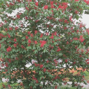tomate bonsai Micro-Dwarf Bonsai Tomato – vegetomix main image 1
