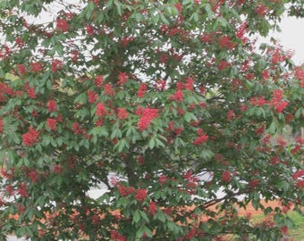 Dwarf Red Buckeye 4" pot