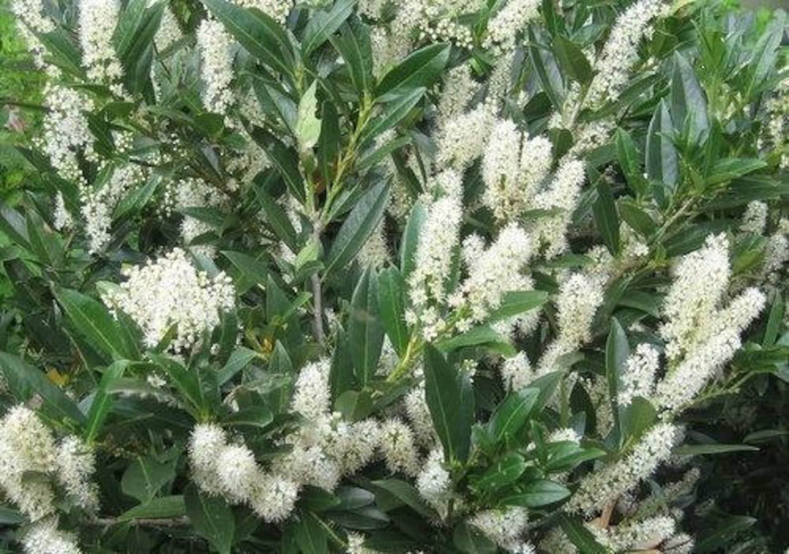 25 Schip Laurel Shrubhedge prunus Laurocerasus Etsy
