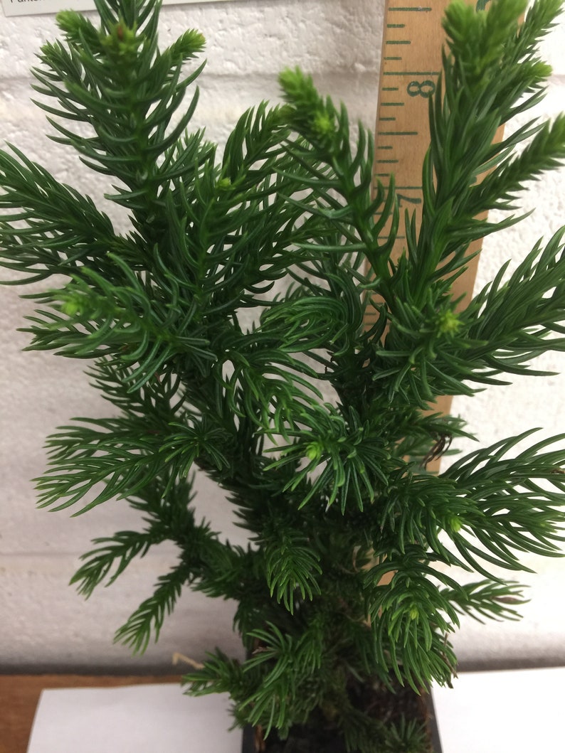 Cryptomeria Japoncia Black Dragon Japanese Cedar Etsy