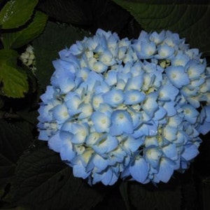 Nikko Blue Hydrangea