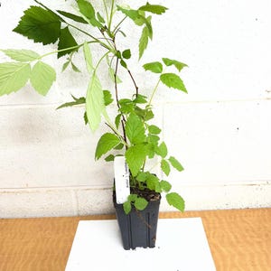 Caroline Raspberry Plant 4" pot image 2