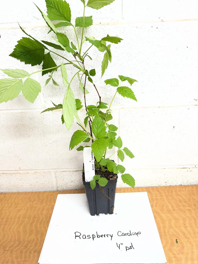 Caroline Raspberry Plant 4" pot image 2