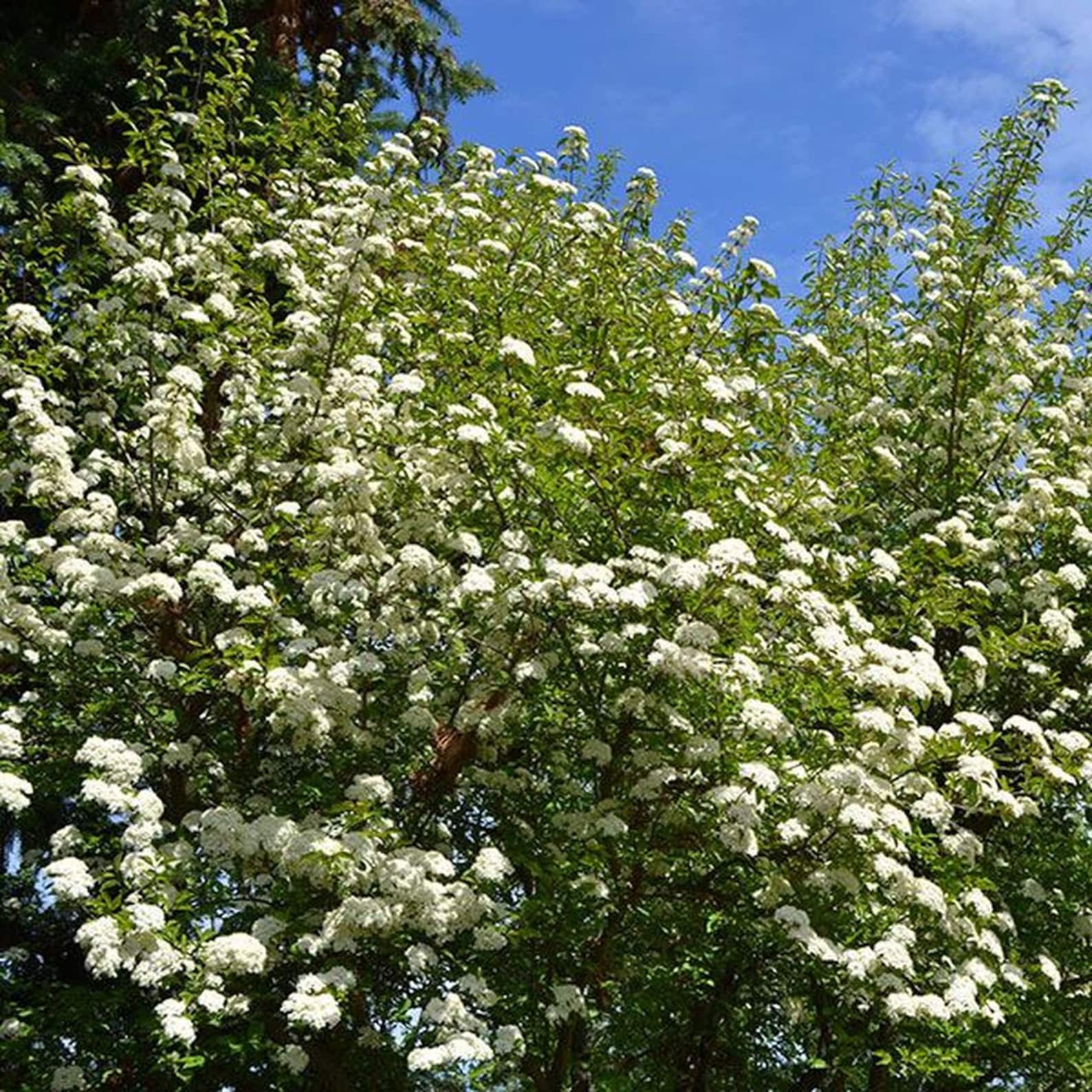 Blackhaw Viburnum viburnum Prunifolium Etsy