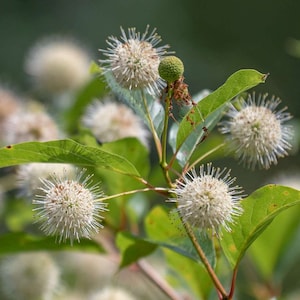 May include: A close-up of a bush with white, fuzzy, round flowers. The flowers are clustered together on the branches, with green leaves in the background.
