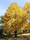 Ginkgo Tree maidenhair  qt. pot (Ginkgo biloba)