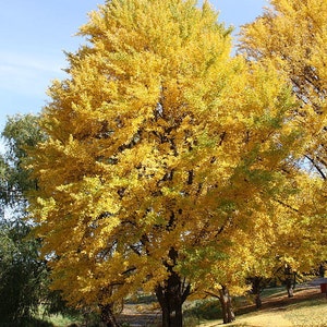 Ginkgo Tree maidenhair  qt. pot (Ginkgo biloba)