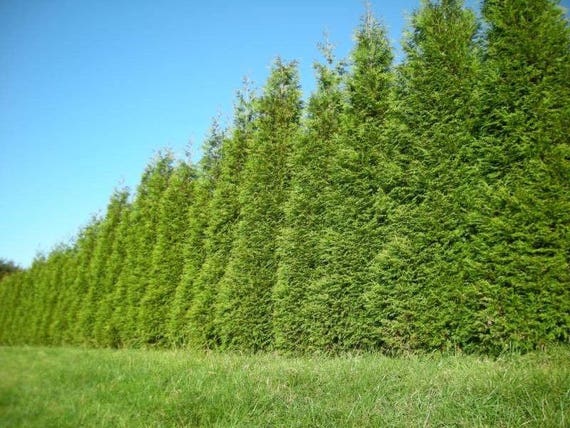 25 Thuja Green Giant Arborvitae Plants 2 1/2