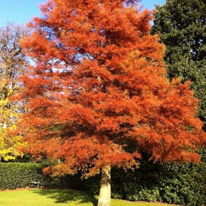 Dawn Redwood quart pot (Metasequoia glyptostroboides)