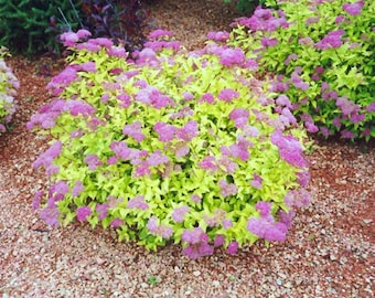 Mini Gold Mound Spirea, Dwarf Gold qt pot