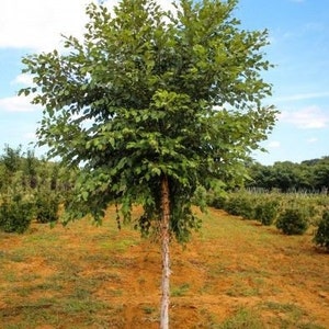 River Birch single stem tree (betulanigra)